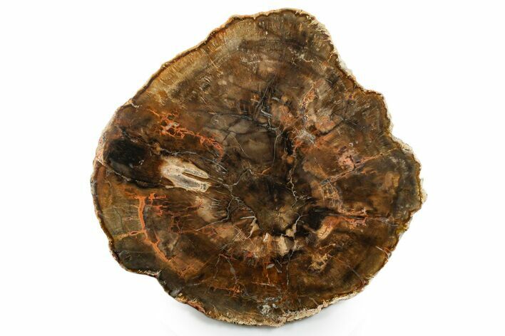 Polished Petrified Wood (Araucaria) Round - Madagascar #355357